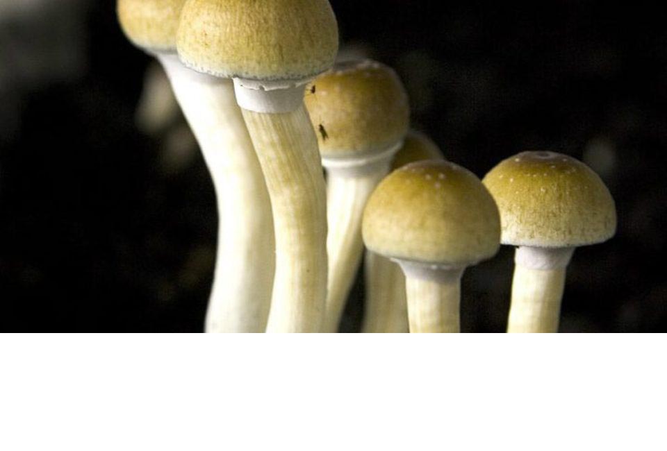psilocybin-assisted psychotherapy
