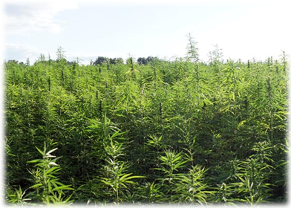 Industrial Hemp Licence experts