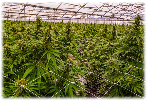 Nursery cultivation of cannabis