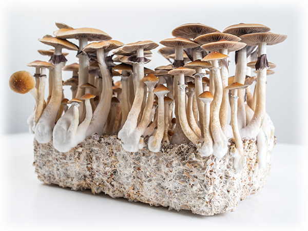 Clinical Trials with Psilocybin

