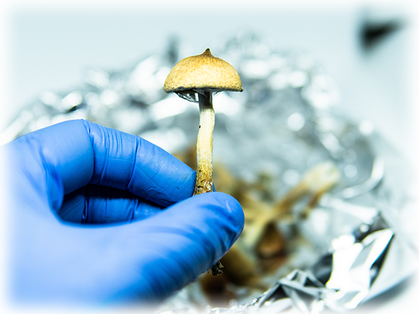 License Requirements for Clinical Trials with Psilocybin
