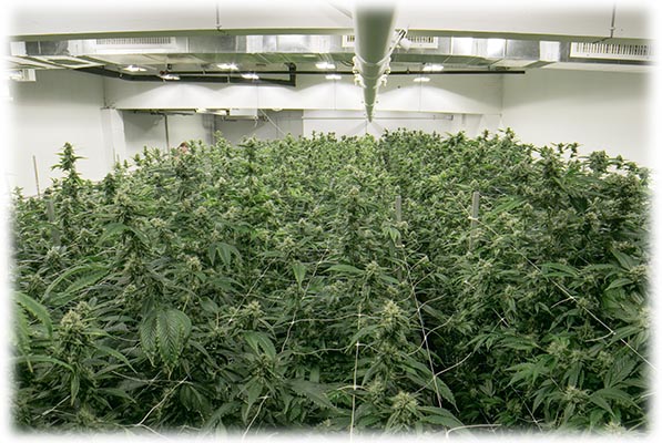 Cannabis Standard cultivation license