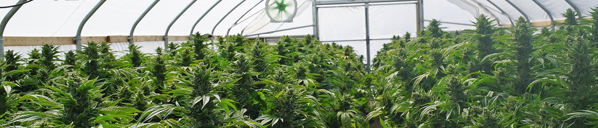 Cannabis growing license experts