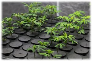 source of starting materials for cannabis production