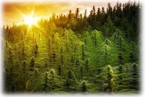 First Nations Cannabis licensing consultants